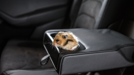 Dierendag 