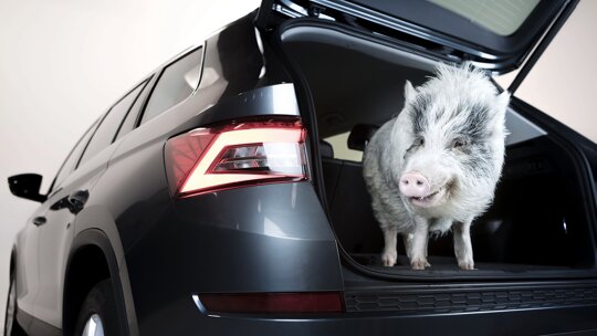 Dierendag