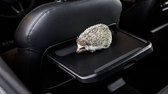 Dierendag