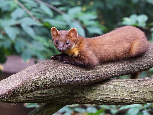Marters zorgen voor motorschade